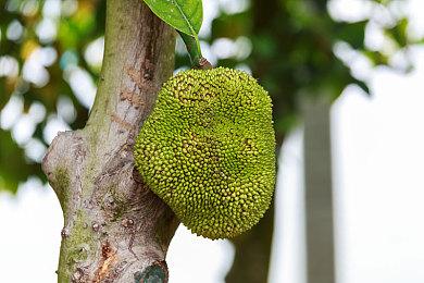 Steam横版动作RPG《终焉之莉莉：骑士寂夜》现已推出正式版